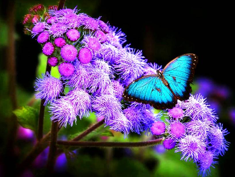 foto borboletas flores